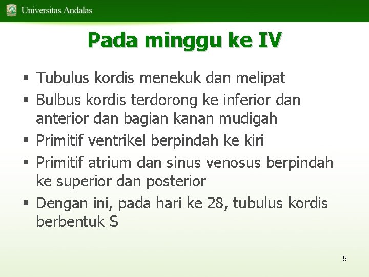 Pada minggu ke IV § Tubulus kordis menekuk dan melipat § Bulbus kordis terdorong