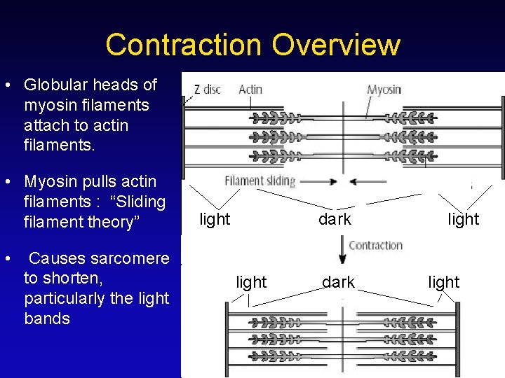 Contraction Overview • Globular heads of myosin filaments attach to actin filaments. • Myosin