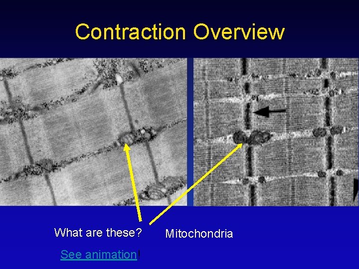 Contraction Overview What are these? See animation! Mitochondria 