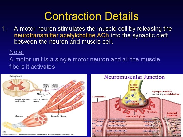 Contraction Details 1. A motor neuron stimulates the muscle cell by releasing the neurotransmitter