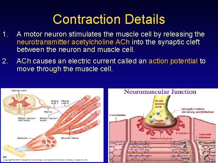 Contraction Details 1. A motor neuron stimulates the muscle cell by releasing the neurotransmitter