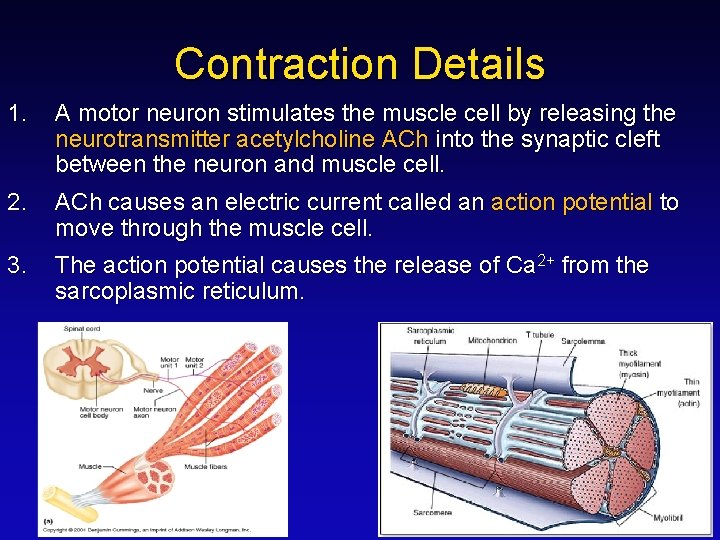 Contraction Details 1. A motor neuron stimulates the muscle cell by releasing the neurotransmitter