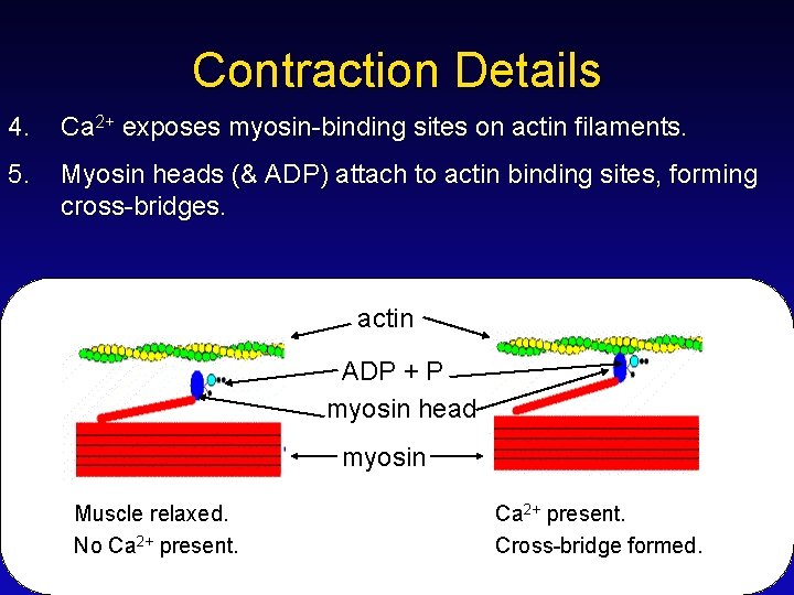 Contraction Details 4. Ca 2+ exposes myosin-binding sites on actin filaments. 5. Myosin heads