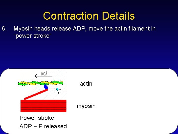 Contraction Details 6. Myosin heads release ADP, move the actin filament in “power stroke”