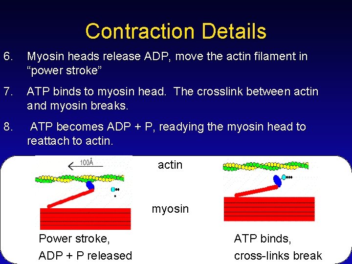 Contraction Details 6. Myosin heads release ADP, move the actin filament in “power stroke”