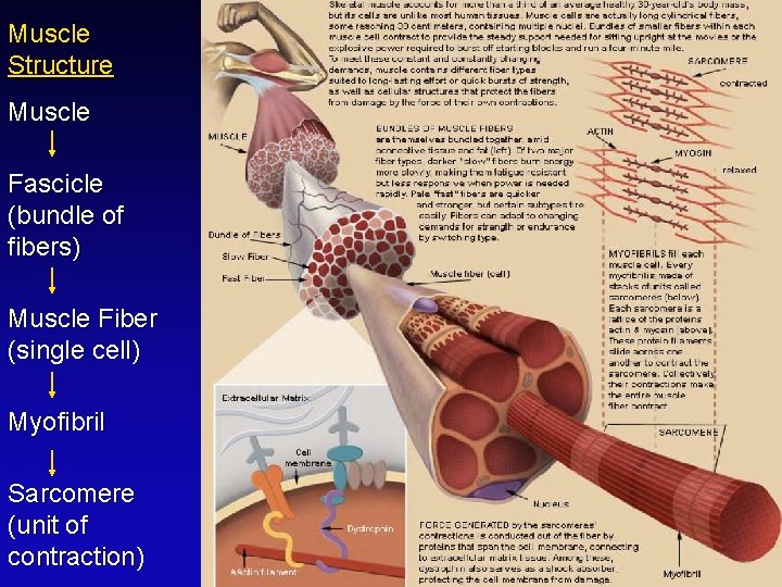 Muscle Structure Muscle Fascicle (bundle of fibers) Muscle Fiber (single cell) Myofibril Sarcomere (unit