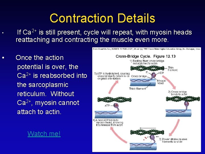 Contraction Details • If Ca 2+ is still present, cycle will repeat, with myosin