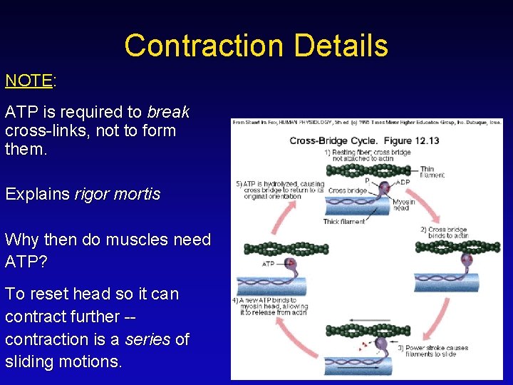 Contraction Details NOTE: ATP is required to break cross-links, not to form them. Explains