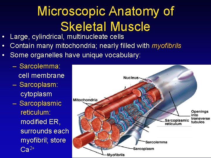 Microscopic Anatomy of Skeletal Muscle • Large, cylindrical, multinucleate cells • Contain many mitochondria;