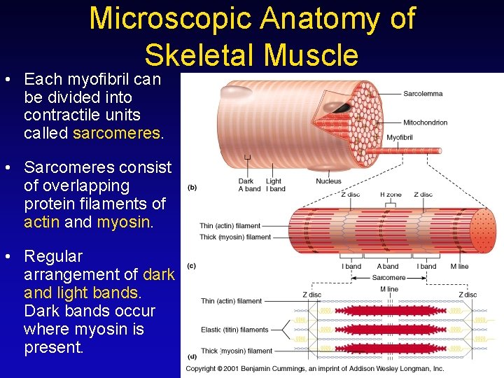 Microscopic Anatomy of Skeletal Muscle • Each myofibril can be divided into contractile units