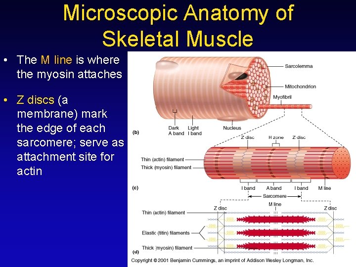 Microscopic Anatomy of Skeletal Muscle • The M line is where the myosin attaches