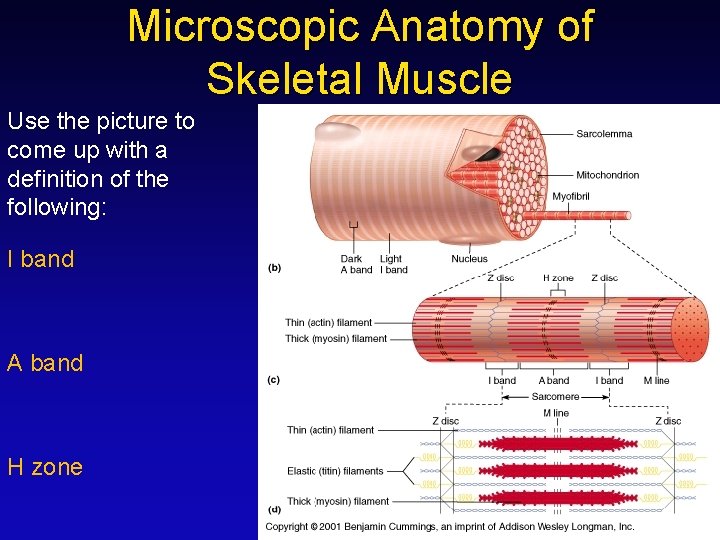 Microscopic Anatomy of Skeletal Muscle Use the picture to come up with a definition