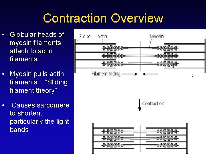 Contraction Overview • Globular heads of myosin filaments attach to actin filaments. • Myosin