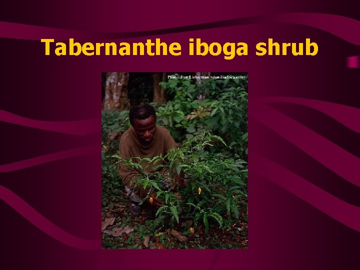 Tabernanthe iboga shrub 