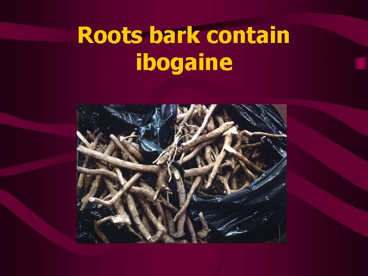 Roots bark contain ibogaine 