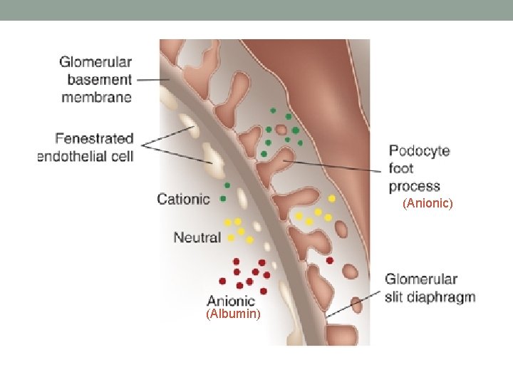 (Anionic) (Albumin) 
