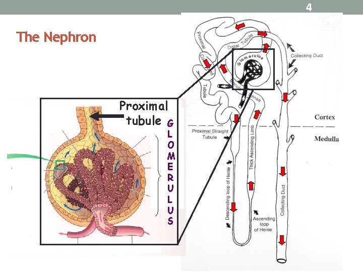 4 The Nephron Proximal tubule G L O M E R U L U