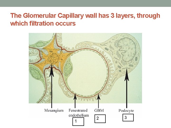 The Glomerular Capillary wall has 3 layers, through which filtration occurs 1 2 3
