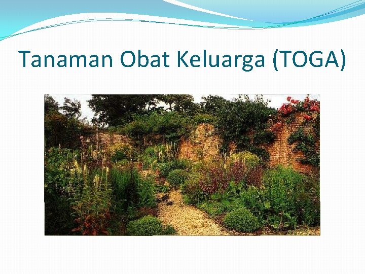 Tanaman Obat Keluarga (TOGA) 