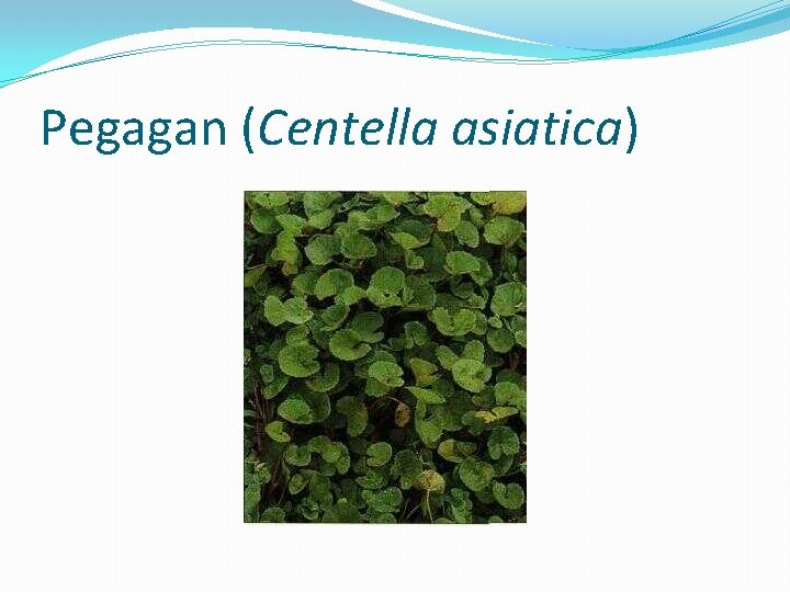 Pegagan (Centella asiatica) 