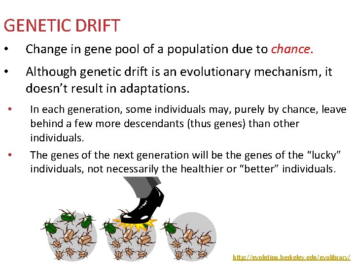 GENETIC DRIFT • Change in gene pool of a population due to chance. •