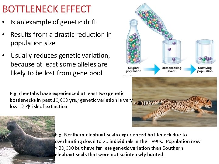 BOTTLENECK EFFECT • Is an example of genetic drift • Results from a drastic