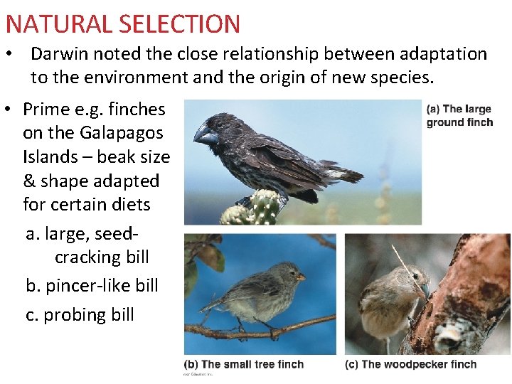 NATURAL SELECTION • Darwin noted the close relationship between adaptation to the environment and