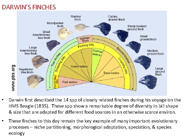 www. pbs. org DARWIN’S FINCHES • Darwin first described the 14 spp of closely