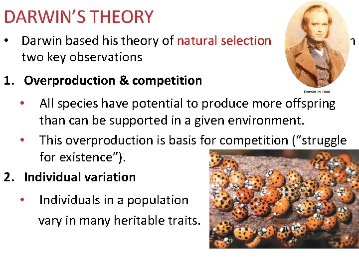 DARWIN’S THEORY • Darwin based his theory of natural selection two key observations on