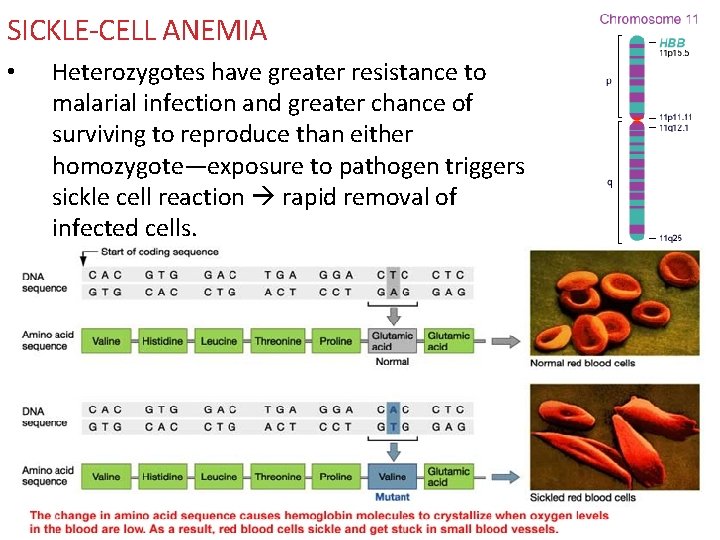 SICKLE-CELL ANEMIA • Heterozygotes have greater resistance to malarial infection and greater chance of