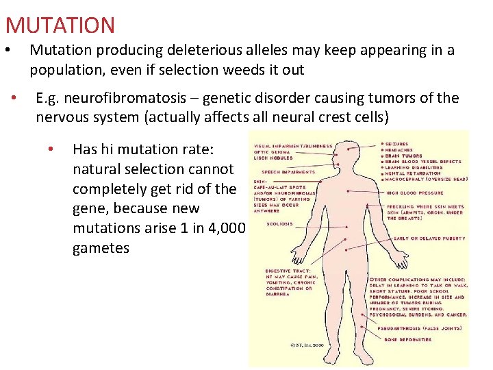 MUTATION Mutation producing deleterious alleles may keep appearing in a population, even if selection