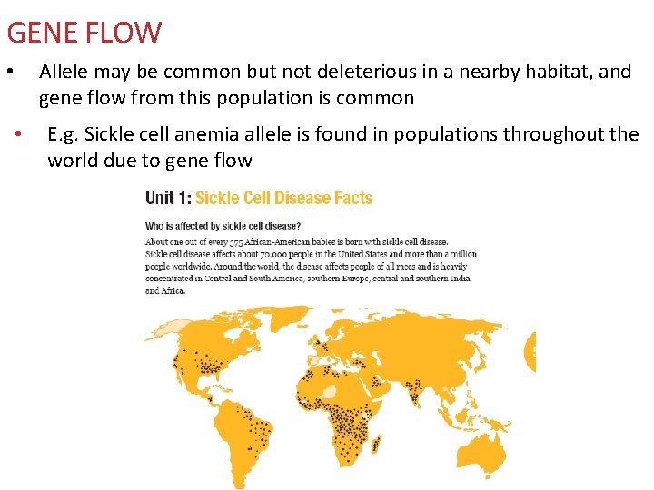 GENE FLOW Allele may be common but not deleterious in a nearby habitat, and