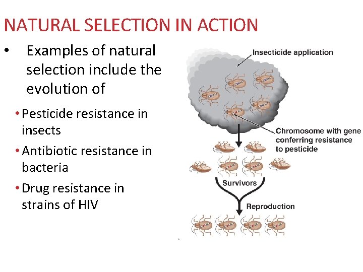 NATURAL SELECTION IN ACTION • Examples of natural selection include the evolution of •