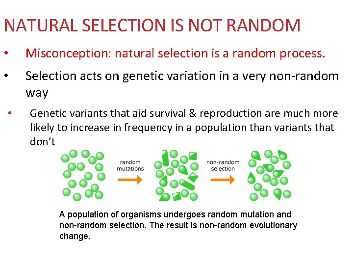 NATURAL SELECTION IS NOT RANDOM • Misconception: natural selection is a random process. •