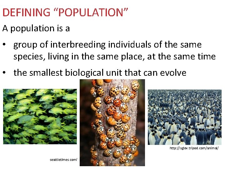 DEFINING “POPULATION” A population is a • group of interbreeding individuals of the same
