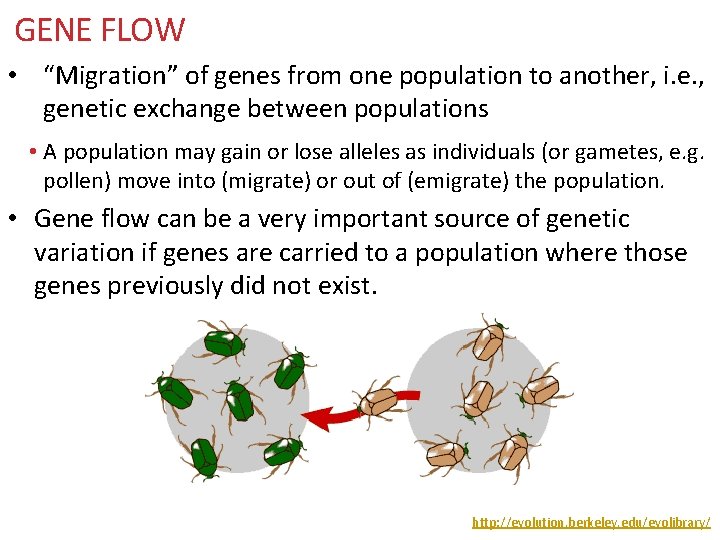 GENE FLOW • “Migration” of genes from one population to another, i. e. ,