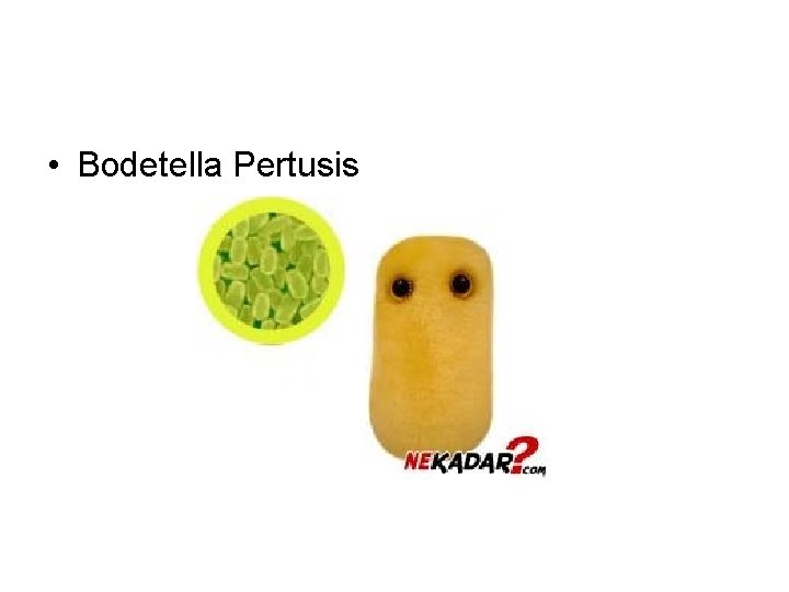  • Bodetella Pertusis 