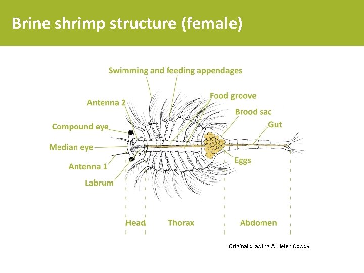 Brine shrimp structure (female) Original drawing © Helen Cowdy 