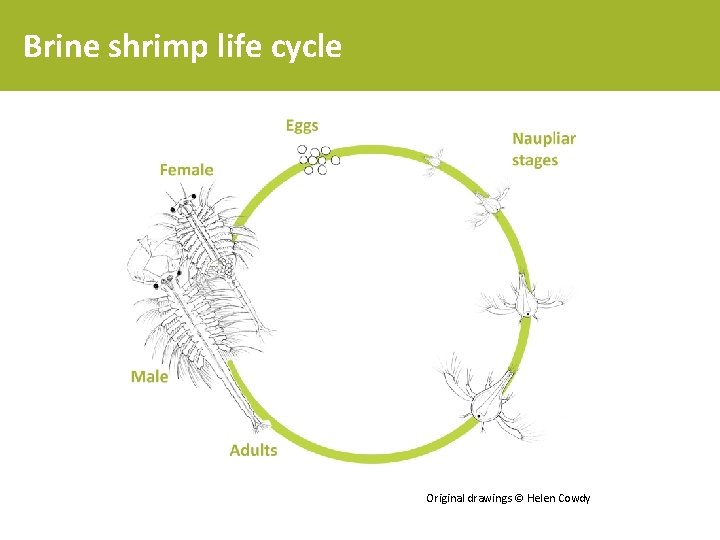 Brine shrimp life cycle Original drawings © Helen Cowdy 