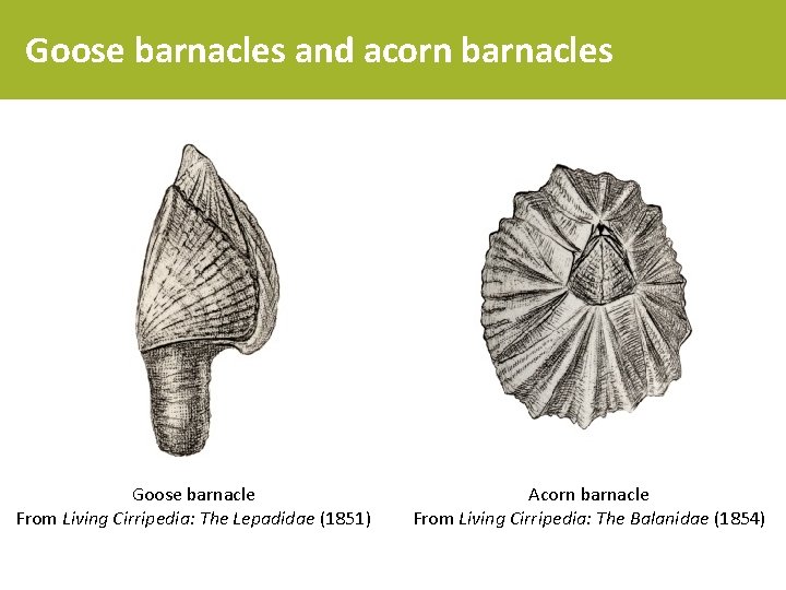 Goose barnacles and acorn barnacles Goose barnacle From Living Cirripedia: The Lepadidae (1851) Acorn