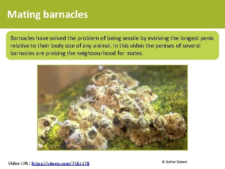 Mating barnacles Barnacles have solved the problem of being sessile by evolving the longest