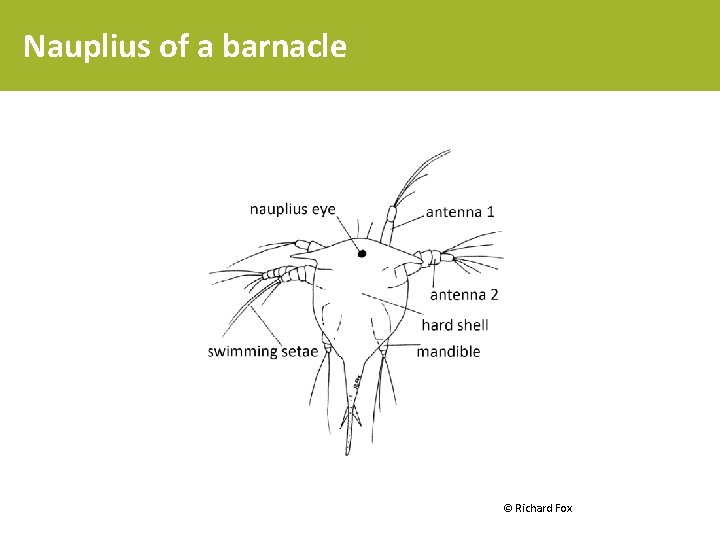 Nauplius of a barnacle © Richard Fox 