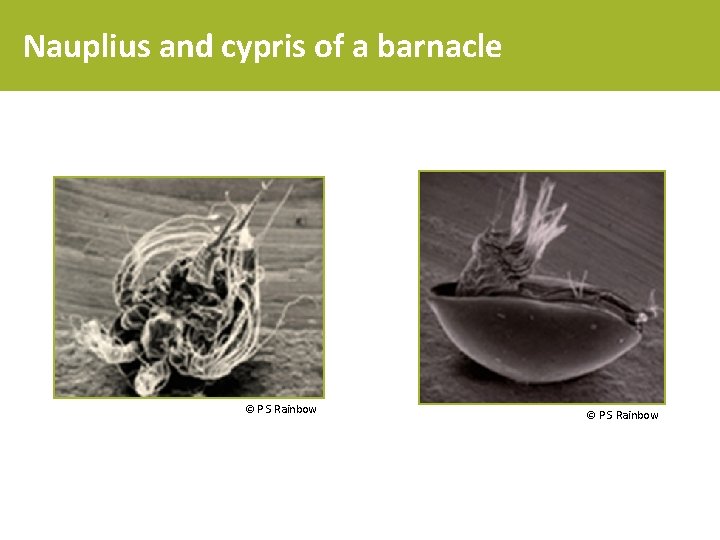 Nauplius and cypris of a barnacle © P S Rainbow 