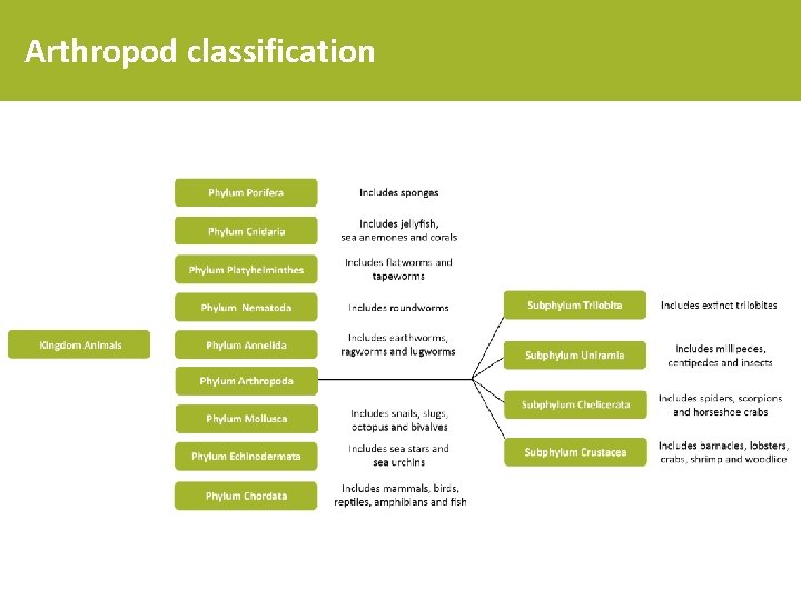 Arthropod classification 