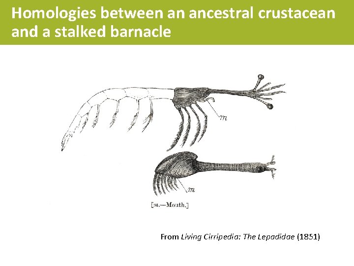 Homologies between an ancestral crustacean and a stalked barnacle From Living Cirripedia: The Lepadidae