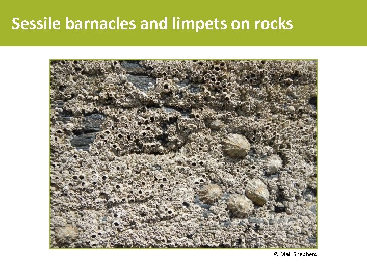 Sessile barnacles and limpets on rocks © Mair Shepherd 