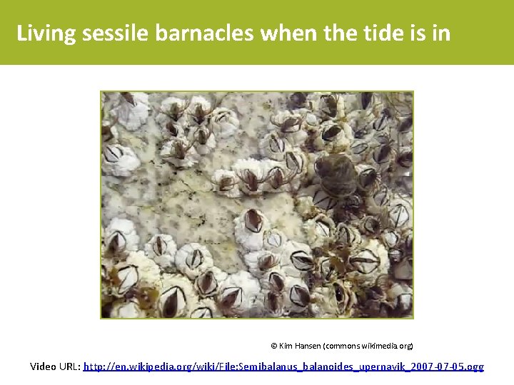 Living sessile barnacles when the tide is in © Kim Hansen (commons. wikimedia. org)