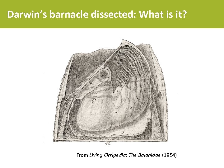 Darwin’s barnacle dissected: What is it? From Living Cirripedia: The Balanidae (1854) 