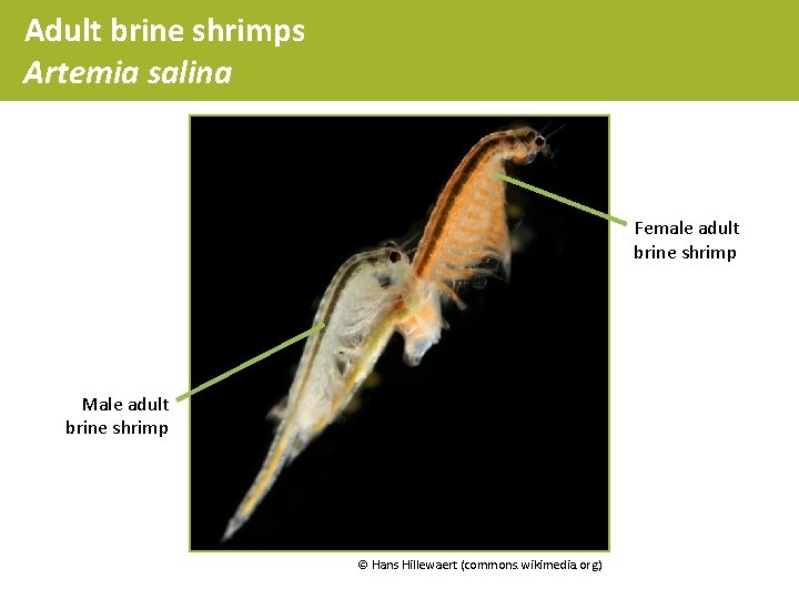 Adult brine shrimps Artemia salina Female adult brine shrimp Male adult brine shrimp ©