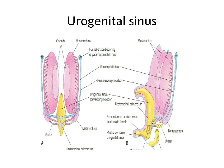 Urogenital sinus 